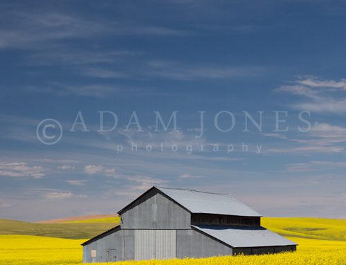 Palouse in Spring