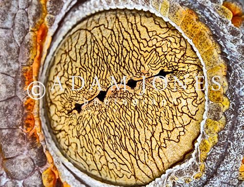 Extreme Macro Photography: Canon MP-E 65mm