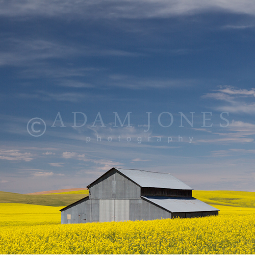 Palouse in Spring