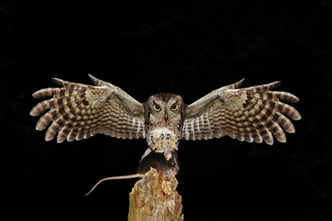 Grey phase Screech Owl capturing mouse in flight.